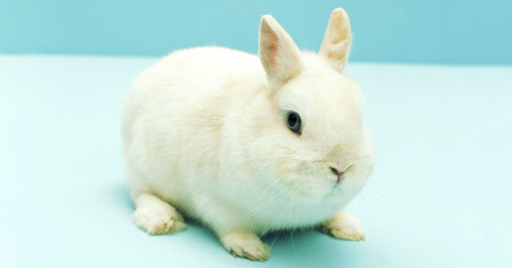 Why Do We Say Rabbit Rabbit First Of The Month Luck