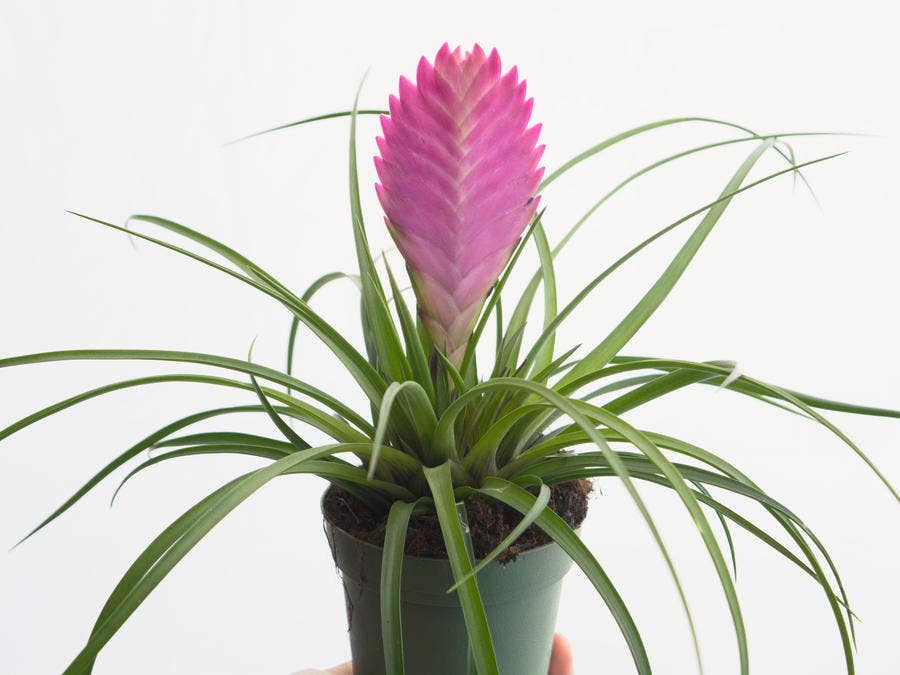 Ing Plants Online Plant S To Order Houseplants Ing Plants Online Plant S To