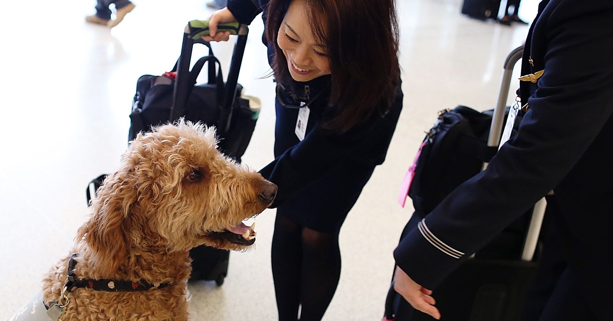Airlines To Limit Emotional Support Animals