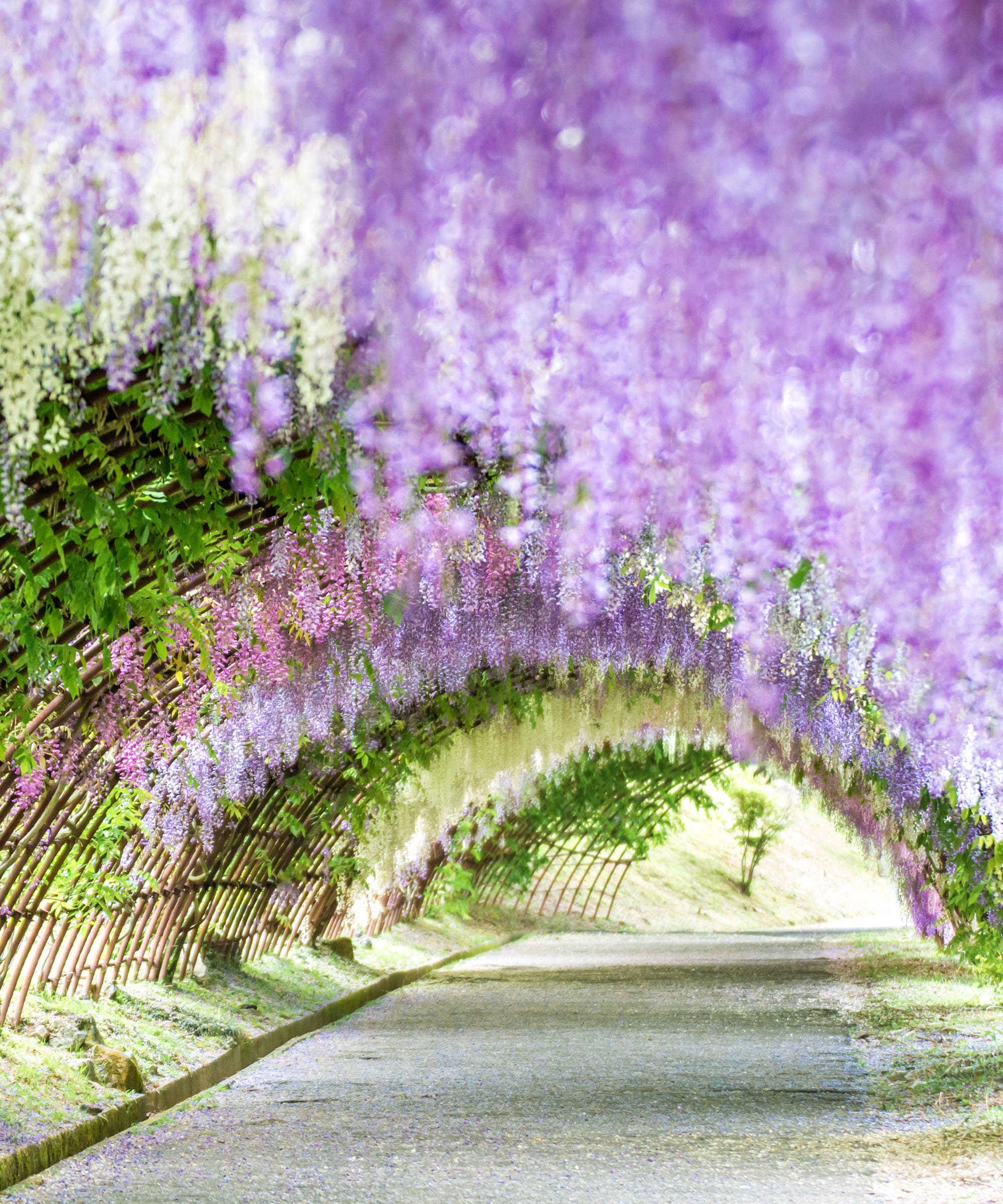 Japan's Wisteria Gardens Are A Technicolor Must-See