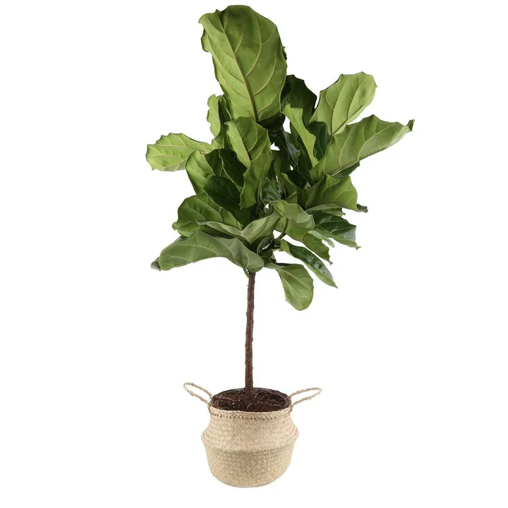 Buying Plants Online Plant Stores To Order Houseplants