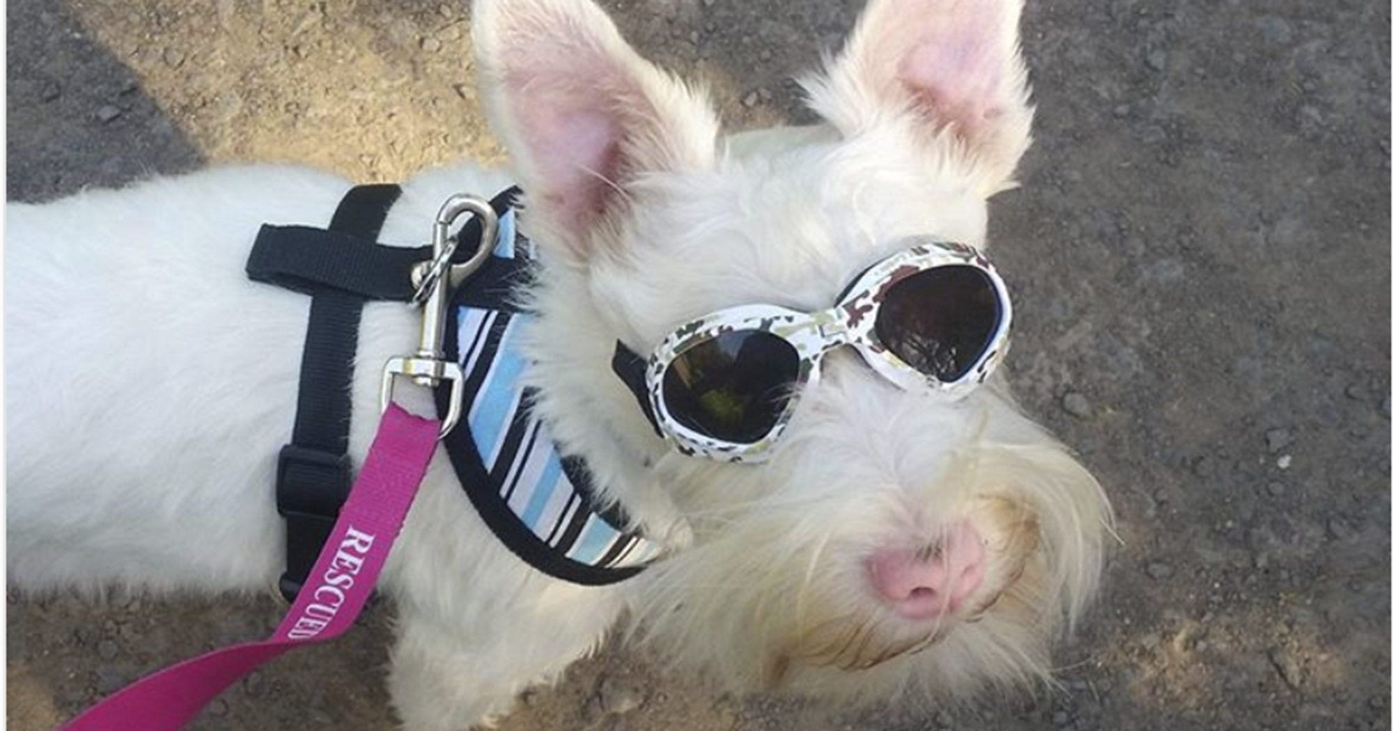 Dog Sun Protection Albinism Sunscreen