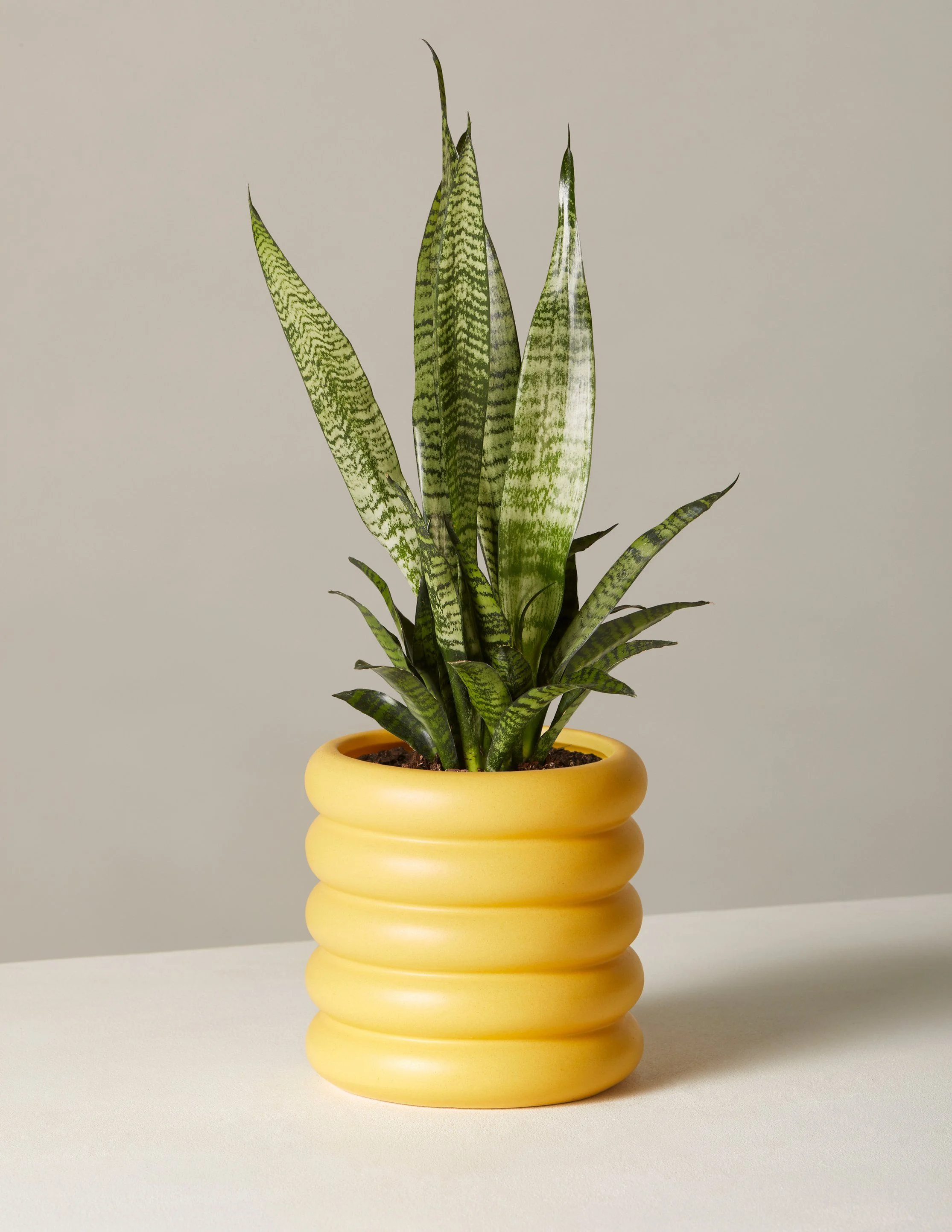 The Sill Snake Plant Cylindrica - Thumbnail 5