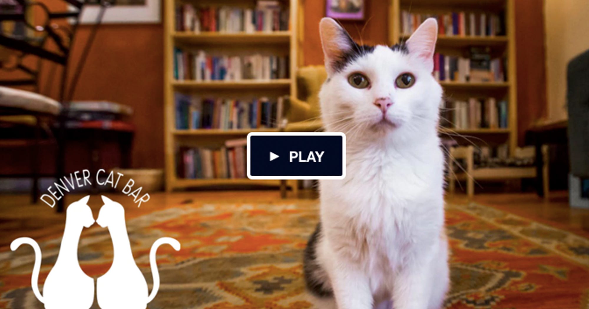 Denver Cat Company Cat Cafe Kickstarter